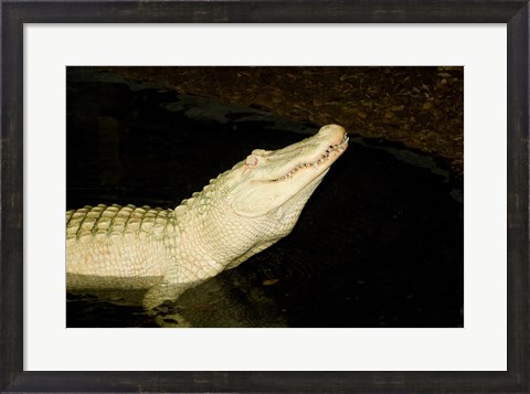 Framed Close-up of an American alligator in a lake Print