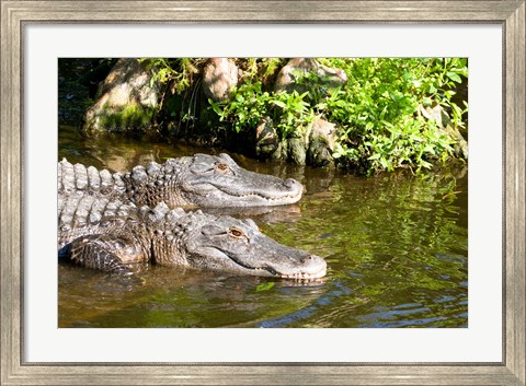 Framed American alligators in a pond, Florida, USA Print
