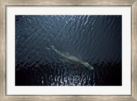 Framed American Alligator Print