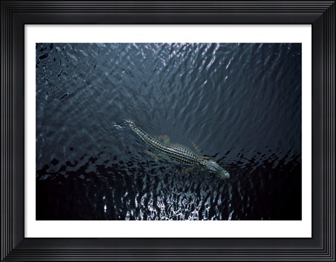 Framed American Alligator Print