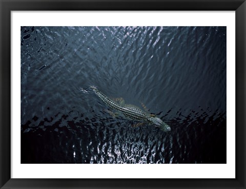 Framed American Alligator Print