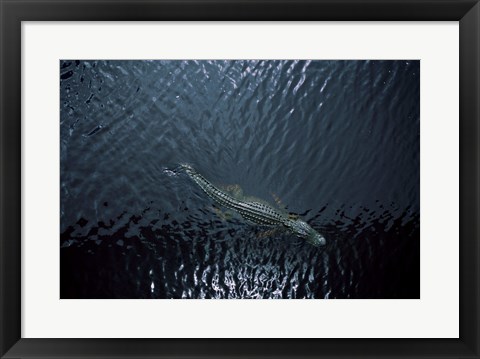 Framed American Alligator Print