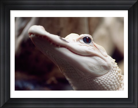 Framed Albino Alligator Print