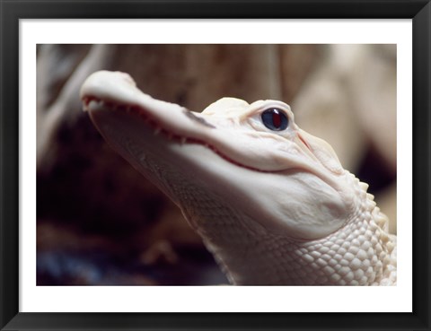 Framed Albino Alligator Print
