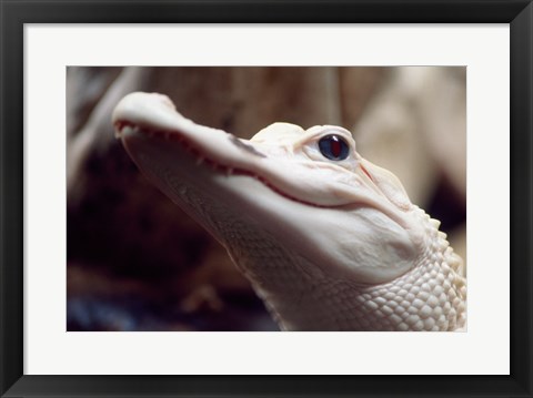 Framed Albino Alligator Print