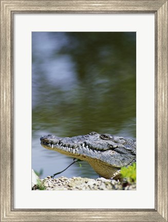 Framed Close-up of an American Crocodile In Water Print
