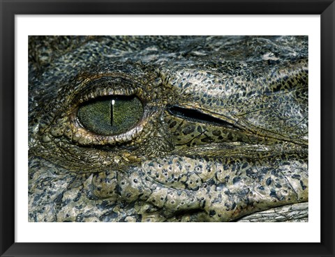 Framed Close-up of the eye of an American Crocodile Print