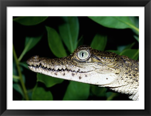 Framed Close-up of an American Crocodile Print