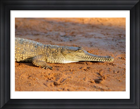 Framed High angle view of an Australian Freshwater Crocodile Print