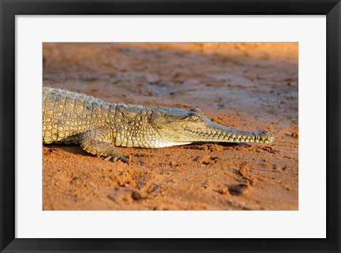 Framed High angle view of an Australian Freshwater Crocodile Print