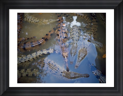 Framed High angle view of crocodiles in a pool of water Print
