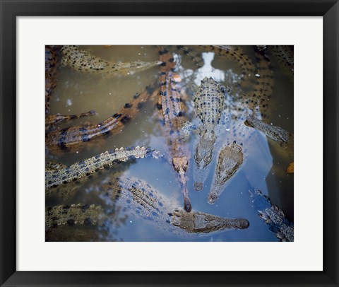 Framed High angle view of crocodiles in a pool of water Print