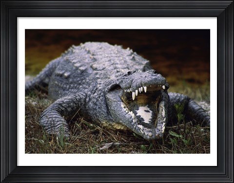 Framed Close-up of an American Crocodile Open Mouth Print