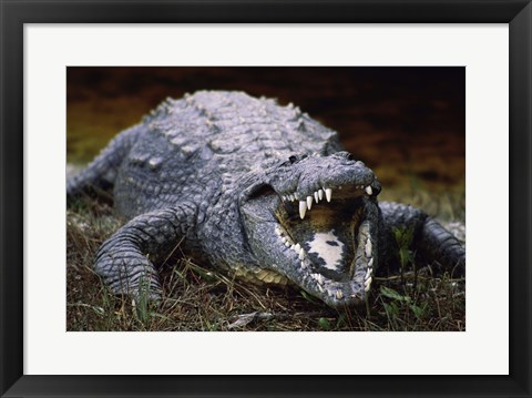 Framed Close-up of an American Crocodile Open Mouth Print