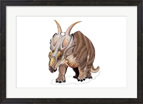 Framed Achelousaurus Print
