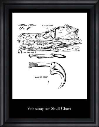 Framed Velociraptor Skull Chart Print