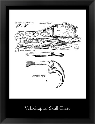 Framed Velociraptor Skull Chart Print