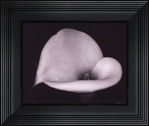 Framed Calla Lilly IV - mini Print