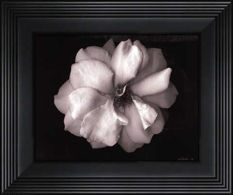 Framed Wild Rose- mini Print