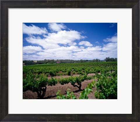 Framed Panoramic view of vineyards, Barossa Valley, South Australia, Australia Print