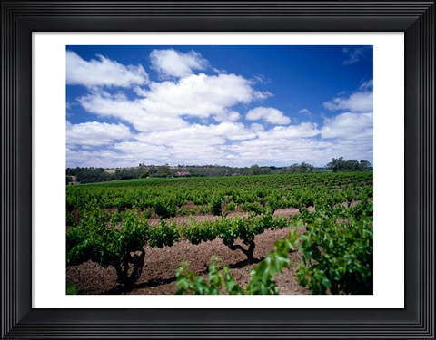 Framed Panoramic view of vineyards, Barossa Valley, South Australia, Australia Print