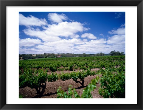 Framed Panoramic view of vineyards, Barossa Valley, South Australia, Australia Print