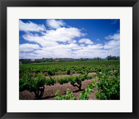 Framed Panoramic view of vineyards, Barossa Valley, South Australia, Australia Print