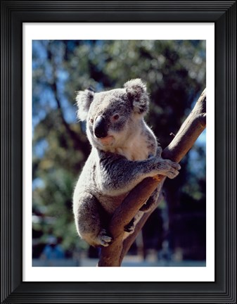 Framed Koala on a tree branch, Australia (Phascolarctos cinereus) Print