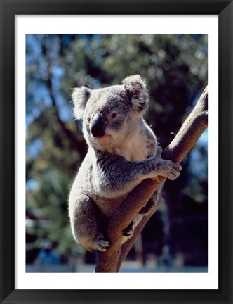 Framed Koala on a tree branch, Australia (Phascolarctos cinereus) Print