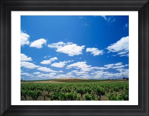 Framed Panoramic view of vineyards, Barossa Valley, South Australia, Australia Print