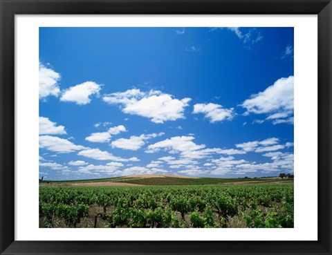 Framed Panoramic view of vineyards, Barossa Valley, South Australia, Australia Print