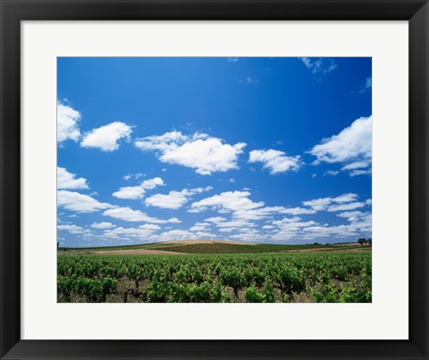 Framed Panoramic view of vineyards, Barossa Valley, South Australia, Australia Print