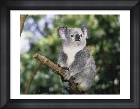 Framed Koala on a tree branch, Lone Pine Sanctuary, Brisbane, Australia (Phascolarctos cinereus) Print