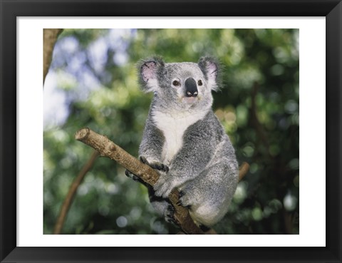 Framed Koala on a tree branch, Lone Pine Sanctuary, Brisbane, Australia (Phascolarctos cinereus) Print