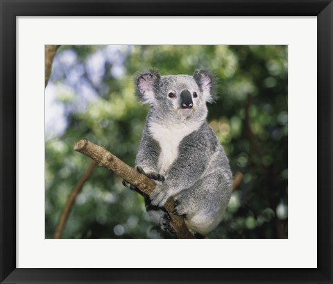 Framed Koala on a tree branch, Lone Pine Sanctuary, Brisbane, Australia (Phascolarctos cinereus) Print