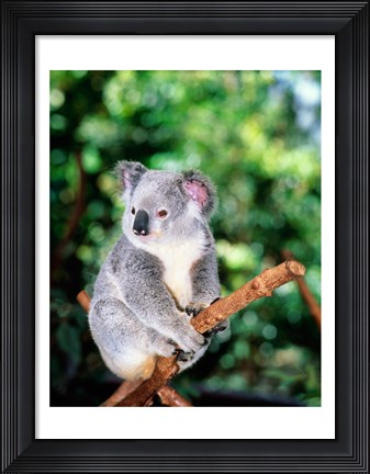 Framed Koala on a tree branch, Lone Pine Sanctuary, Brisbane, Australia (Phascolarctos cinereus) Print