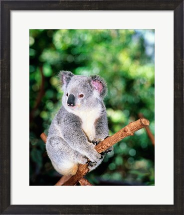 Framed Koala on a tree branch, Lone Pine Sanctuary, Brisbane, Australia (Phascolarctos cinereus) Print