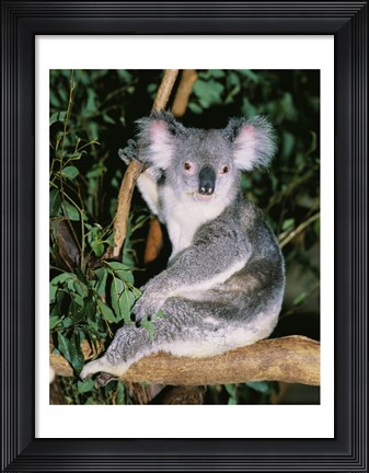 Framed Koala sitting on a tree branch, Lone Pine Sanctuary, Brisbane, Australia (Phascolarctos cinereus) Print