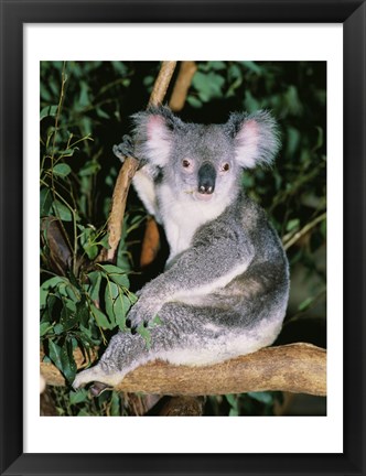 Framed Koala sitting on a tree branch, Lone Pine Sanctuary, Brisbane, Australia (Phascolarctos cinereus) Print