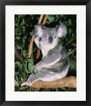 Framed Koala sitting on a tree branch, Lone Pine Sanctuary, Brisbane, Australia (Phascolarctos cinereus) Print