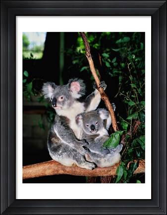 Framed Koala and its young sitting in a tree, Lone Pine Sanctuary, Brisbane, Australia (Phascolarctos cinereus) Print