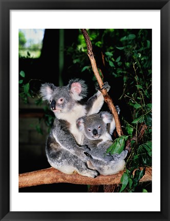 Framed Koala and its young sitting in a tree, Lone Pine Sanctuary, Brisbane, Australia (Phascolarctos cinereus) Print