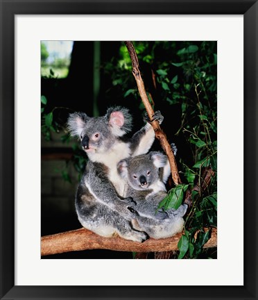 Framed Koala and its young sitting in a tree, Lone Pine Sanctuary, Brisbane, Australia (Phascolarctos cinereus) Print