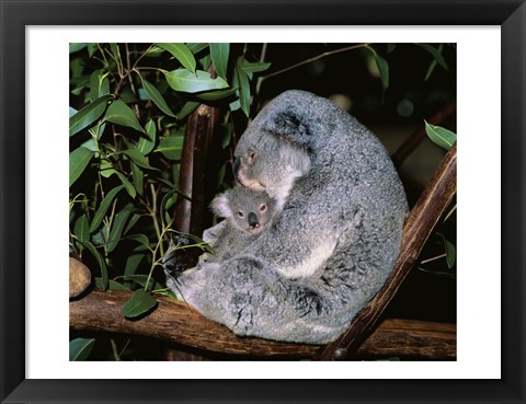 Framed Koala hugging its young, Lone Pine Sanctuary, Brisbane, Australia (Phascolarctos cinereus) Print