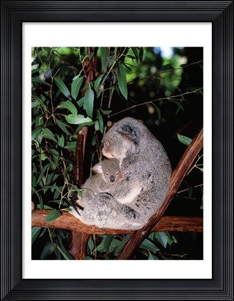 Framed Koala hugging its young, Lone Pine Sanctuary, Brisbane, Australia (Phascolarctos cinereus) Print