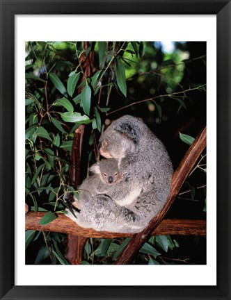 Framed Koala hugging its young, Lone Pine Sanctuary, Brisbane, Australia (Phascolarctos cinereus) Print