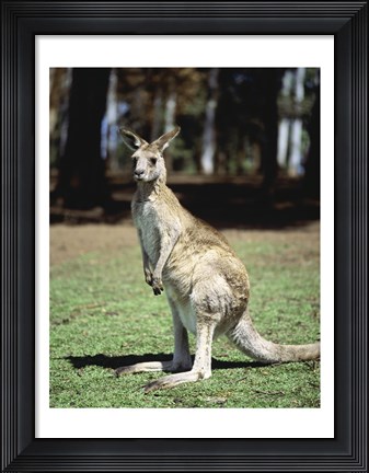 Framed Kangaroo in a field, Lone Pine Sanctuary, Brisbane, Australia Print