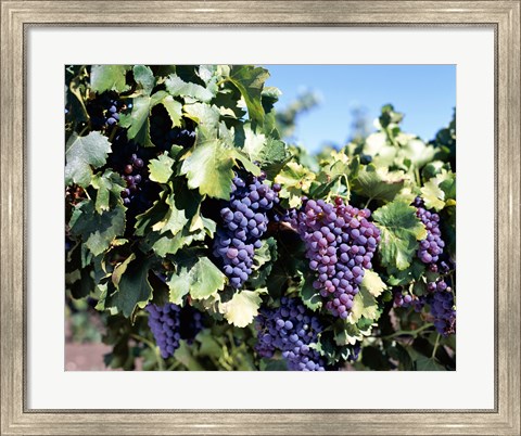 Framed Close-up of cabernet grapes, Nuriootpa, Barossa Valley, Adelaide, South Australia, Australia Print