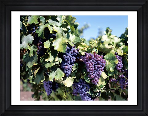 Framed Close-up of cabernet grapes, Nuriootpa, Barossa Valley, Adelaide, South Australia, Australia Print