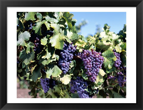 Framed Close-up of cabernet grapes, Nuriootpa, Barossa Valley, Adelaide, South Australia, Australia Print